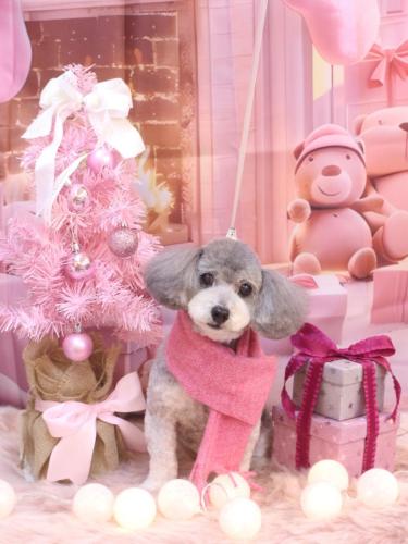 20241214チップちゃん